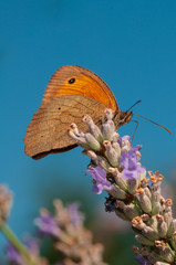 Maniola jurtina butterfly on lavender angustifolia, lavandula in sunlight in herb garden