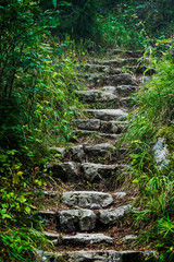 Stone steps leading the way up to forest.