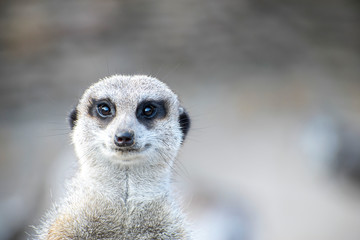 Fototapeta premium Portrait of meerkat looking straight at the camera. Shallow Depth of Field.