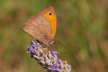 Maniola jurtina butterfly on lavender angustifolia, lavandula in sunlight in herb garden