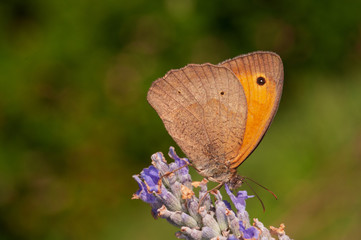 Fototapeta premium Maniola jurtina butterfly on lavender angustifolia, lavandula in sunlight in herb garden