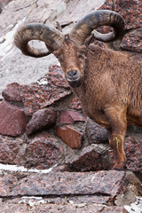 The East Caucasian tur or Daghestan tur. A wild mountain goat with large raogas on the background of rocks.
