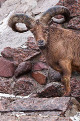 The East Caucasian tur or Daghestan tur. A wild mountain goat with large raogas on the background...