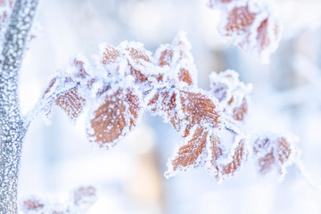 Winter nature background. Frozen branch with brown leaves closeup. Soft focus, shallow depth of field. SDF.