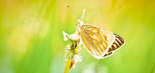 butterfly on a leaf