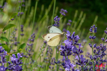 Leptidea sinapis butterfly on lavender angustifolia, lavandula in sunlight