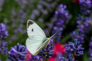 Leptidea sinapis butterfly on lavender angustifolia, lavandula in sunlight