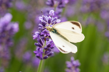 Leptidea sinapis butterfly on lavender angustifolia, lavandula in sunlight