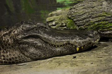 American alligator closeup lying on the sand, toothy