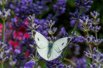 Leptidea sinapis butterfly on lavender angustifolia, lavandula in sunlight
