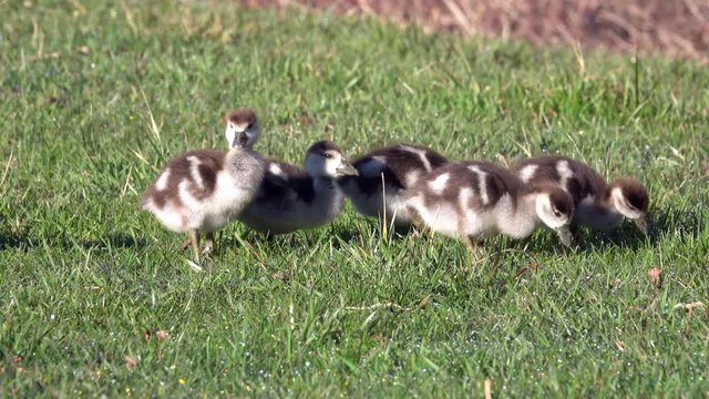 Nilgans, Egyptian goose&nbsp;(Alopochen aegyptiaca), Familie an der Mosel