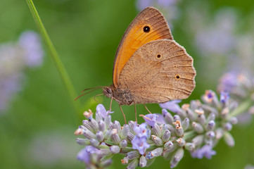 Fototapeta premium Maniola jurtina butterfly on lavender angustifolia, lavandula in sunlight in herb garden