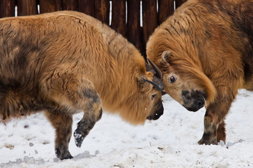 yellow hairy bulls, Sichuan takin butt against a snowy , the battle of the bulls