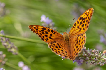Argynnis paphia butterfly on lavender angustifolia, lavandula
