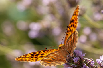 Argynnis paphia butterfly on lavender angustifolia, lavandula