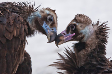 love and tenderness in black vultures, big birds scavengers in the spring gently make peace with each other. pair of lovers - birds contrast