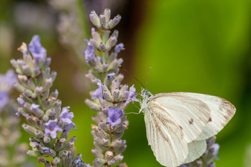 Leptidea sinapis butterfly on lavender angustifolia, lavandula in sunlight