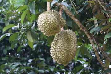 durian on the tree