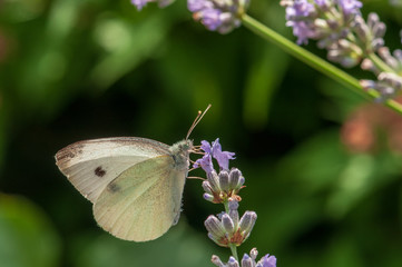 Leptidea sinapis butterfly on lavender angustifolia, lavandula in sunlight