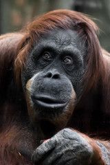 Face phlegmatic orangutan close-up