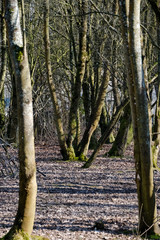 Obraz premium Trees 2