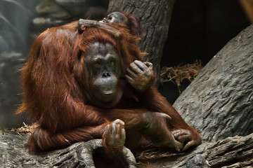 Redhead monkey orangutan mother with a child sitting on the branches of a tree, Bornei orangutan