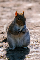 Squirrel 2 Eating Peanut