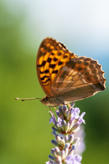 Argynnis paphia butterfly on lavender angustifolia, lavandula