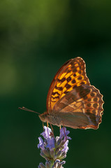 Argynnis paphia butterfly on lavender angustifolia, lavandula