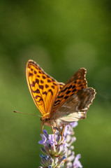 Argynnis paphia butterfly on lavender angustifolia, lavandula