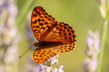 Argynnis paphia butterfly on lavender angustifolia, lavandula