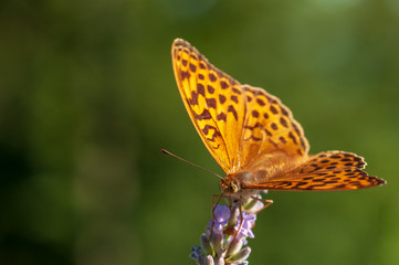 Argynnis paphia butterfly on lavender angustifolia, lavandula