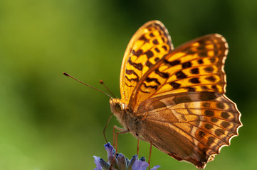 Argynnis paphia butterfly on lavender angustifolia, lavandula