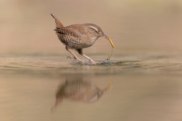 Scricciolo comune caccia un verme nel fiume (Troglodytes troglodytes)