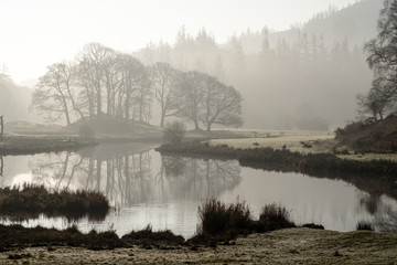 Early morning mist hanging over a group of trees and the River Brathay between Elterwater and Skelwith Bridge, Lake District, UK
