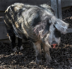 Domestic boar in its enclosure