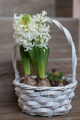 Blooming white hyacinths in a white basket.