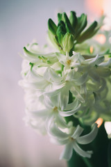 Blooming white hyacinths in a white basket. Spring flowers