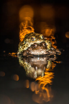 Common toad migration 2019 in belgium (dutch:paddentrek)