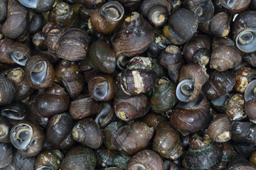 Top view close up river snail in the market.