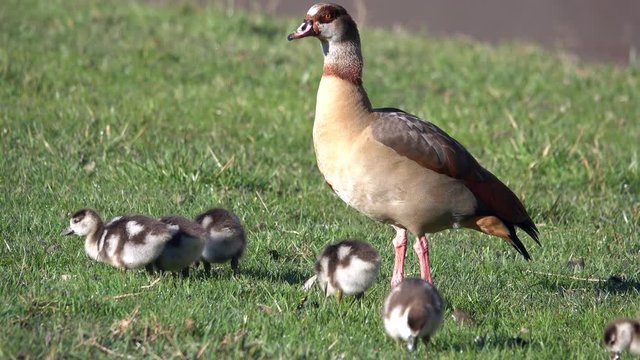 Nilgans, Egyptian goose&nbsp;(Alopochen aegyptiaca), Familie an der Mosel