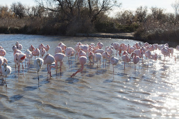 Fototapeta premium Flamants roses dans le parc ornithologique du pont de gau prés de l'étang de Gines aux Saintes Maries de la Mer en Camargue - Bouches du Rhône - Occitanie - France