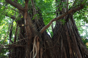 ベトナムの樹木