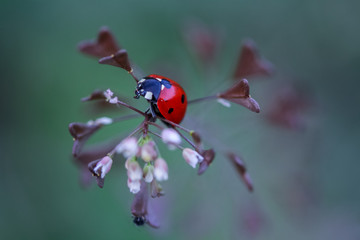 sweet ladybird