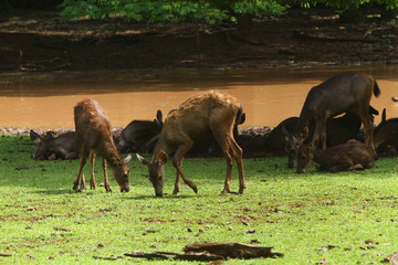 Fototapeta premium herd of deer eating grass 