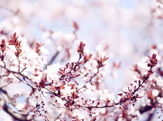 The beginning of flowering cherry tree. Opening wonderful tender first flowers. artistic photo. Selective soft focus.