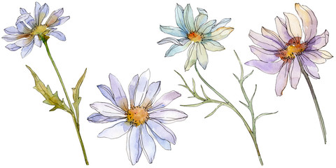 Daisy floral botanical flower. Watercolor background illustration set. Isolated daisy illustration...