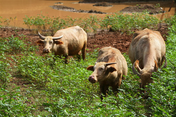  herd of buffalo eating grass in the field