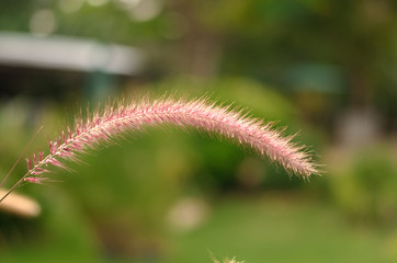 African Fountain Grass or Purple Grass