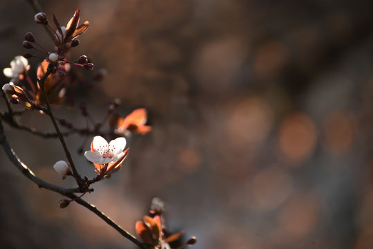 The beginning of flowering cherry tree. Opening wonderful tender first flowers. artistic photo. Selective soft focus.